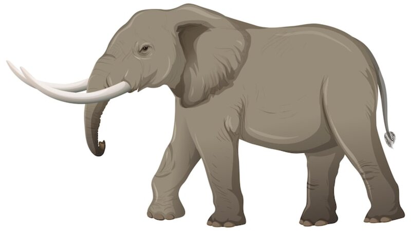 clipart:bcixr5sktfi= elephant