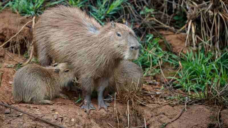 cute:wrhzi7c5n6k= capybara